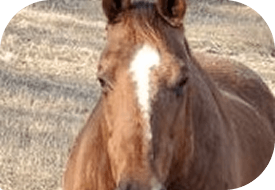Close-up of Cleve's face in a pasture at Red Clay Ranch