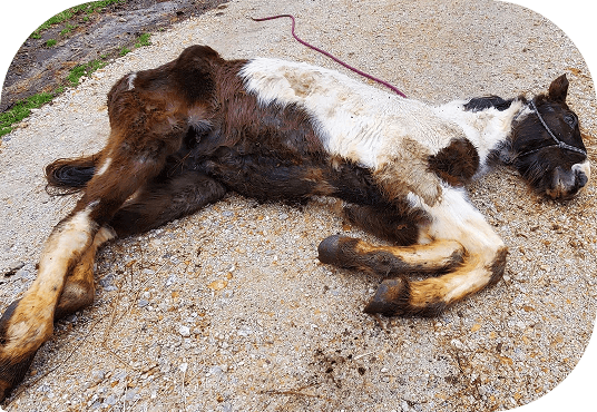 Finn lying down when he first arrived at Red Clay Ranch
