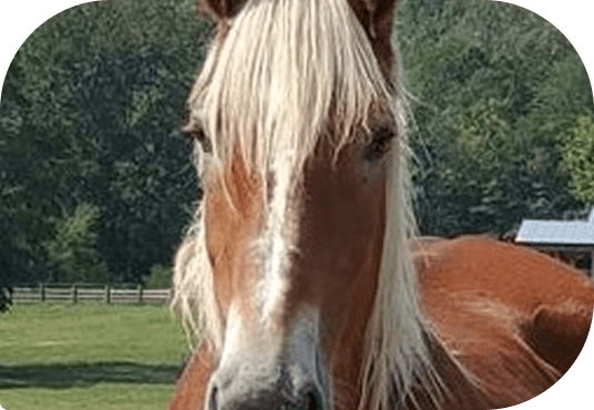 Close-up of Honey's face at Red Clay Ranch