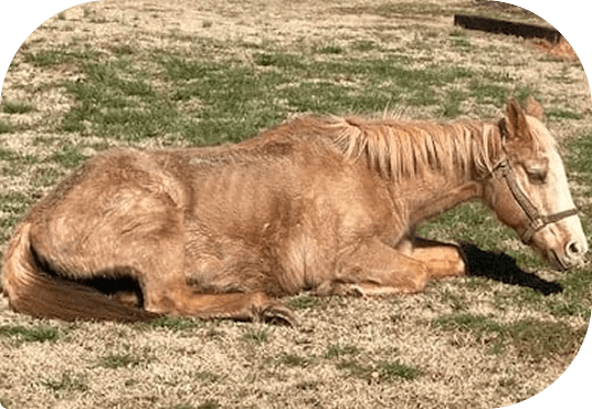 Savannah resting on the ground in a paddock at Red Clay Ranch
