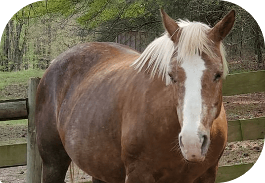 Savannah standing healthy and strong at Red Clay Ranch