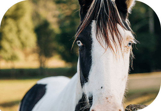 Close-up of a horse grazing in a sunny pasture