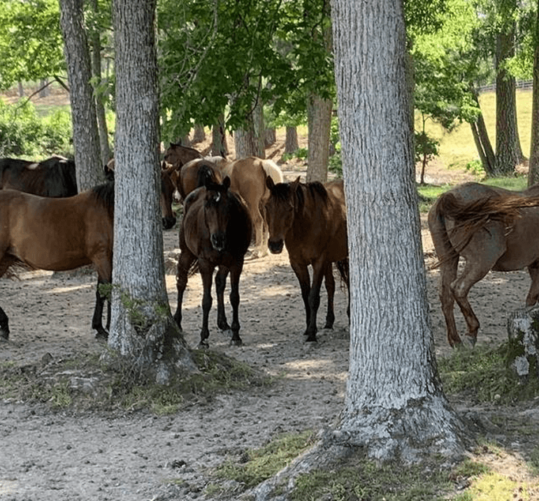 Horses among the trees at Red Clay Ranch