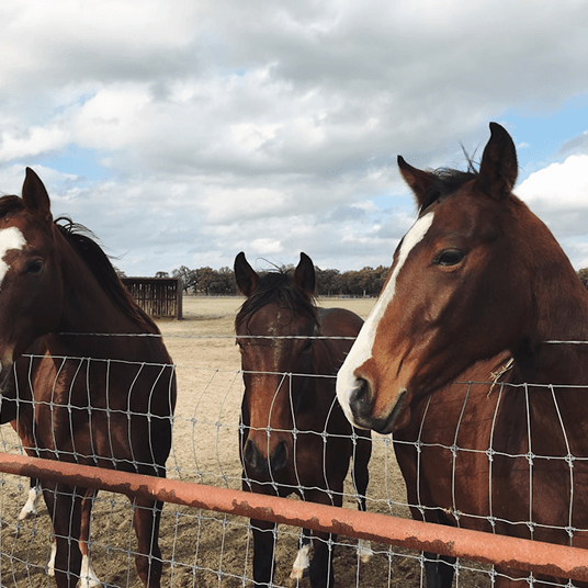 Supporting 85 Horses in Our Care