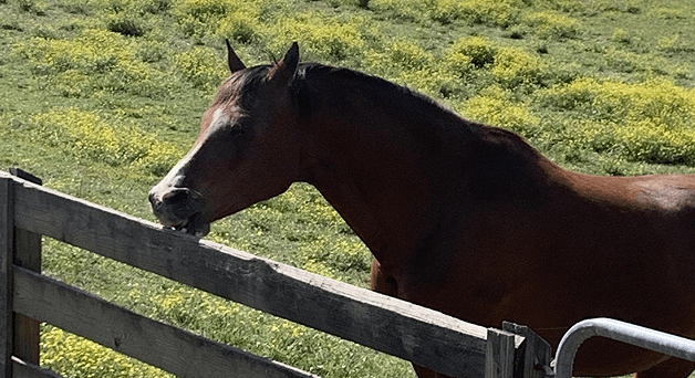 Sarah, an Arabian horse, standing at the pasture fence