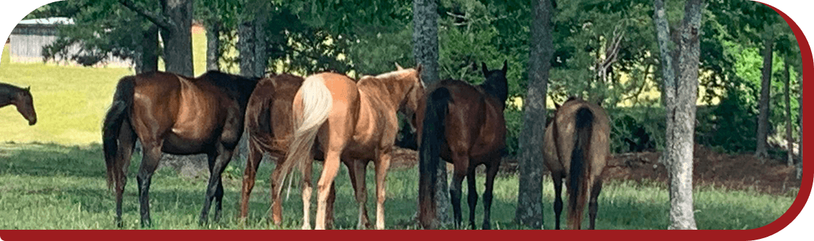 The Red Clay Ranch herd grazing among the trees