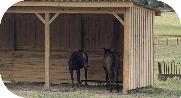 Horses resting under the new run-in shelter