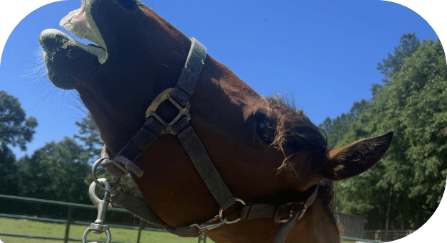 A horse reacting during spring deworming