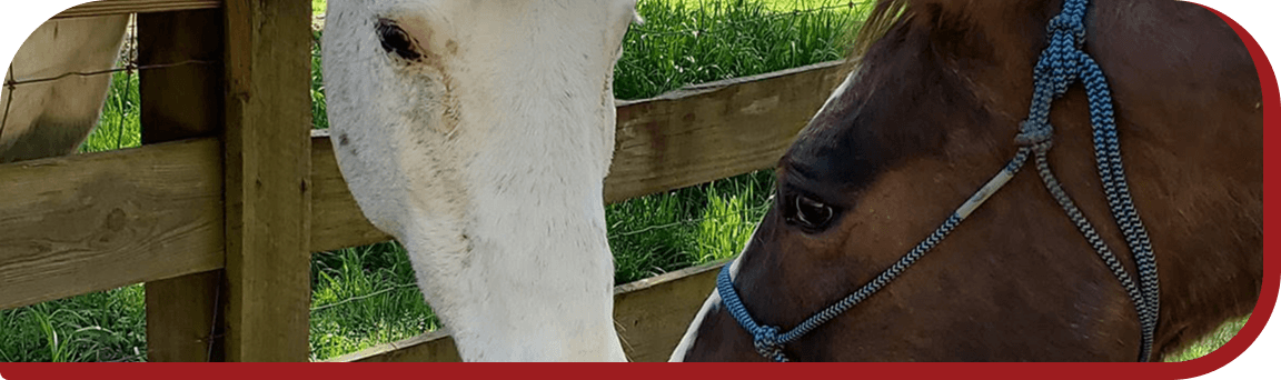 Two horses meeting nose to nose at the pasture fence