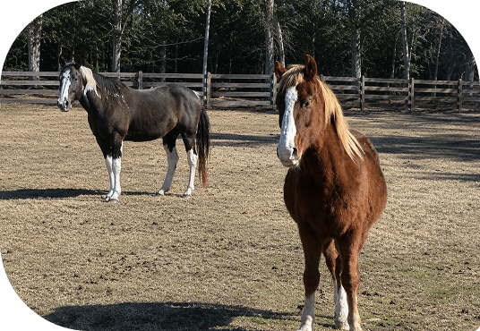 Sully and Charlotte standing together in a paddock at Red Clay Ranch